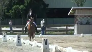 Sparkling Cyder - Arabian Mare.  Arabian Region V Sport Horse Championships