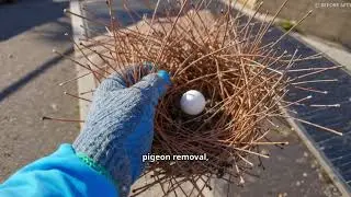 Pigeon Removal & Bird Control in Las Vegas  Pigeon Removers