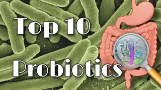 Top 10 Probiotics rating iherb the best