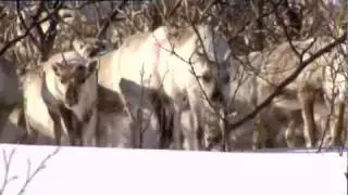 Suddenly S&aacute;mi. Distributed by Galloping Films