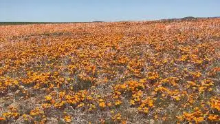 California poppies are in full bloom at the Antilope Valley