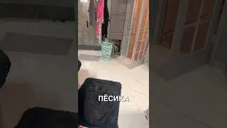 Потеряла пёсика 😂 #истории #история #новости #новость #shorts