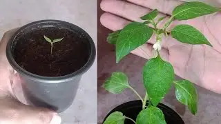 How To Grow Chili Plant | Veg&Fruits