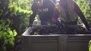 Gainey Vineyard & Evan's Ranch Harvest 2020