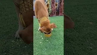General animal videos #comedyfilms #animalclips #haveitoldyoulatelythatiloveyou #cute