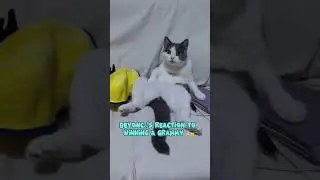 Beyonc&eacute;&rsquo;s &ldquo;Surprise&rdquo; vs. Cat&rsquo;s Real Shock &ndash; Who Did It Better 🐱😲 #viralvideo #funnycat #grammy