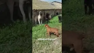 Kangal Vs Pitbull 🤯🦮