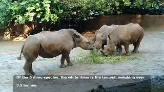 Ziyi's Wildlife Adventures - Wild Africa Ep 1_Rhinos