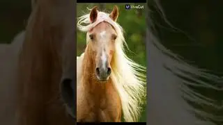 #horses#beautiful#flowingmane#cool#trend#shorts#THEHARTHORSEY#subscribe#dontmissit