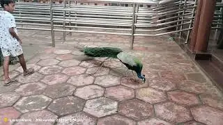 Thiruvananthapuram Zoo Kerala Videos