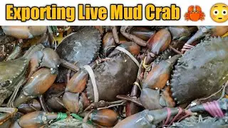 Live Mud Crab Export To Other Countries | Live Mud Crab Export from Chennai