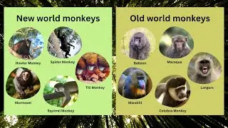 New world monkeys and Old world monkeys - differences, features, characteristics, examples
