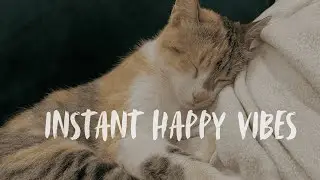 Cheer-Up Playlist to enjoy with your pets 🎶🐾