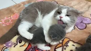 Cat Giving Birth: The father cat hugs and cuddles the kitten.