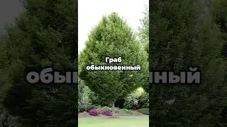 🌳 Граб обыкновенный &ndash; дерево, которое сделает ваш участок неповторимым! 🌳 #shorts #растения