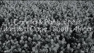 Canola & Pansy Shells - Western Cape South Africa