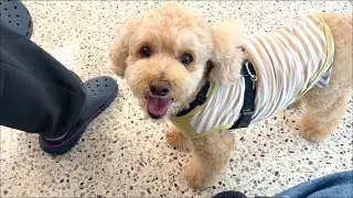 はじめての室内ドッグランが楽しすぎた大きいトイプードル【デカプー】【トイプードルのロアくん】【toy poodle】