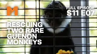 Rescuing Two Endangered Monkeys | Season 11 Episode 7 | Full Episode | Monkey Life