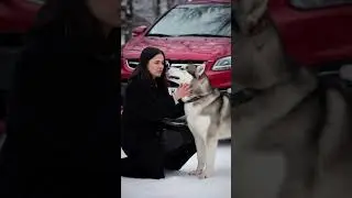 the lady in red car rescue hungry dog from snow