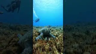 Let's go diving in Cozumel