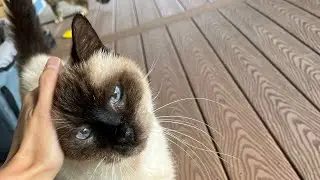 Captivating Courageous Confident Cats