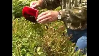 Close-up on using a huckleberry rake picking tool