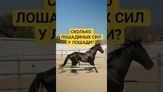 Сколько лошадиных СИЛ в ЛОШАДИ?
