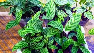نبات كالاثيا اكثارها والعنايه فيها في المنزل بكل سهوله Calathea makoyana