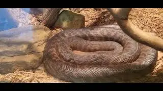 Fort Wayne Zoo: Woma Python 🐍