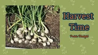 Onion Harvest and More