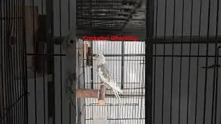 cockatiel Whistling | #cockatiel #cocktails #birds #parrottraining #pets #birdlovers