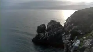 Cliff-Nesting Seabirds of Gull Island