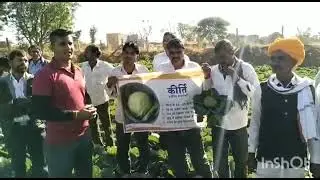Advanta company ki variety ( Patta gobhi) #advanta Kirti - village - kudki Dinesh kumawat 9667200606