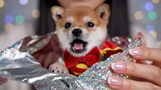 ASMR: 32 Minutes of Foil Crinkles & Cute Kitten Reveals