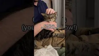 ВОТ ПОЧЕМУ кошки ЛЮБЯТ картонные коробки