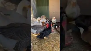 Patos, ocas y gansos #patos #ocas #gansos #granja #aves