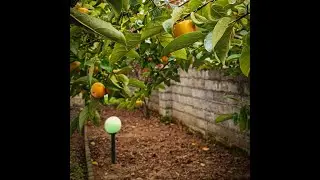 Orange Farms in Pakistan | DIK | KPK