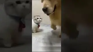 Short leGGed CaT ProBleM