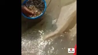 Mrigal Carp Fish Seed Preparing In Hatchery 🐟🐟....