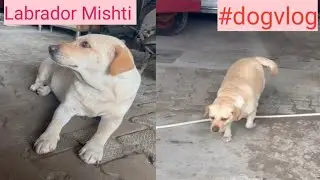 Labrador Mishti 🦮 ll dogvlog ll dailydogvlog llcute kitty 