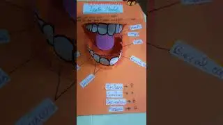 teeth model/science project #project #homework #science #model #diymodel #diy #shorts