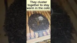 How bees control their temperature! #bee #youtubeshorts #temperature