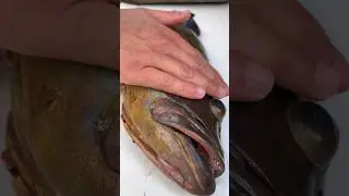 Dusky grouper carpaccio #asmr #asmrfood #italiantaste #spearfishing