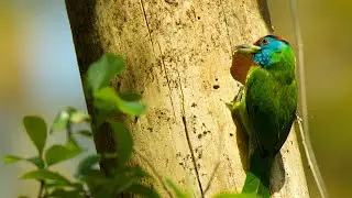 Blue Throated Barbet | building a nest in the tree hole