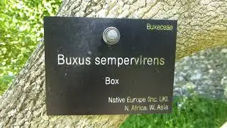 Box tree - Buxus sempervirens - Fagurlim - Eskivi&eth;ur - Skr&uacute;&eth;gar&eth;str&eacute; - Sk&oacute;gartr&eacute;