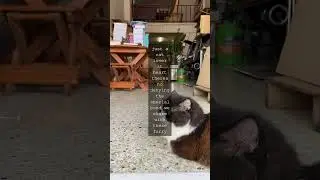 The Purrfect Truth Cats Reign Supreme as the Worlds Most Popular PetsAs it turns out...