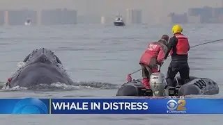 Crews Race To Save Whale Off NJ Coast