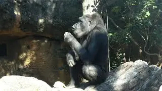 周りの様子に興味深々のアニー😊　ゴリラ　【上野動物園】　206年1月12日