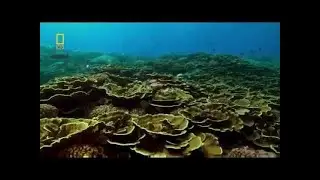 South Pacific Ocean Animals National Geographic HD