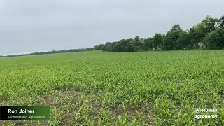 Inzen&trade; Herbicide-Tolerant Sorghum Trait